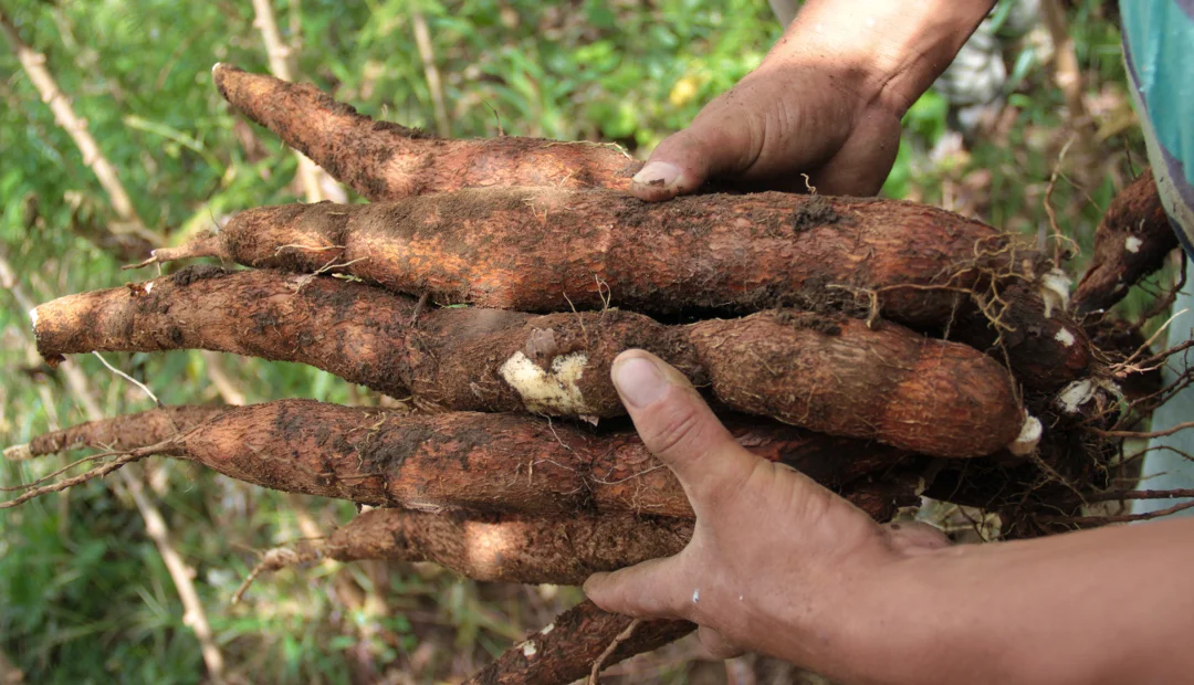 Manos de un productor sosteniendo raíces de yuca recién cosechadas