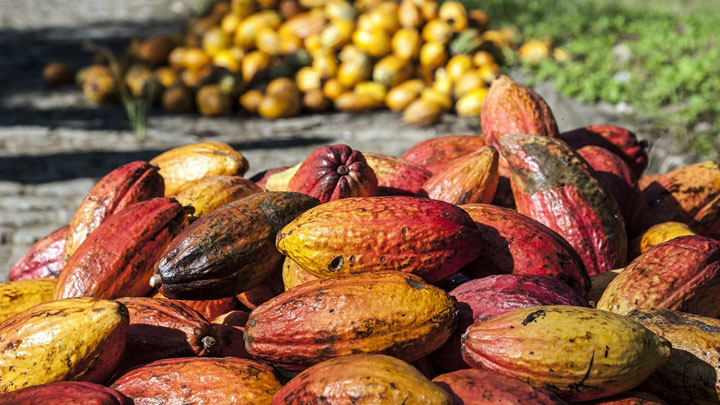 Cosecha de mazorcas de cacao de distintos grados de maduración